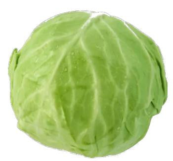 Fresh Head Cabbage